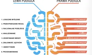 Prawa półkula mózgu odpowiada za kreatywność, intuicję, ciekawość, wrażliwość i rozwijanie pasji.