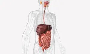 Anatomia układu pokarmowego człowieka z widocznym jelitem czczym, wątrobą i przełykiem.