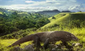 Smok z Komodo, potężny gad, przemierza zielone wzgórza. Jego skóra przypomina starożytną zbroję, a spojrzenie zdaje się skrywać tajemnice. W tle rozciąga się malowniczy krajobraz, gdzie natura tworzy swoje arcydzieła. Ten majestatyczny stworzenie, jakb...