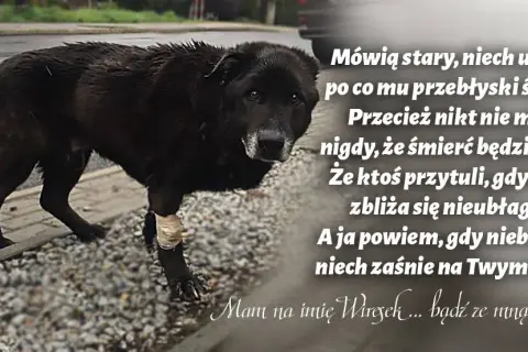 Tęczowy most: Wzruszające cytaty o psach, które odeszły