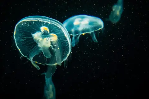Dwie przezroczyste meduzy unoszą się w ciemności, ich delikatne ciała przypominają żywy, pulsujący **organicyzm**.