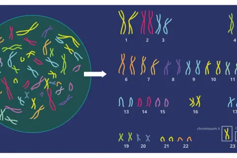 Ilustracja pokazuje, ile chromosomów ma człowiek: 23 pary, czyli 46. Widzimy tu kariotyp człowieka.