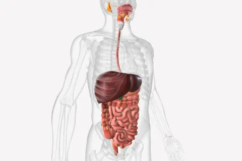 Anatomia układu pokarmowego człowieka z widocznym jelitem czczym, wątrobą i przełykiem.