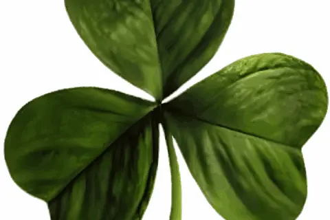 Szamrok jako symbol Irlandii: Historia, znaczenie i ciekawostki