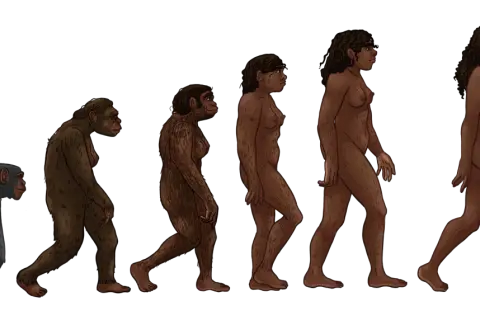 Ewolucja człowieka od małpy do współczesnego człowieka, ilustrująca proces dobór naturalny.