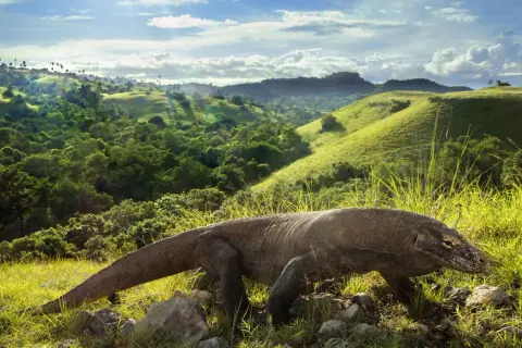 Smok z Komodo, potężny gad, przemierza zielone wzgórza. Jego skóra przypomina starożytną zbroję, a spojrzenie zdaje się skrywać tajemnice. W tle rozciąga się malowniczy krajobraz, gdzie natura tworzy swoje arcydzieła. Ten majestatyczny stworzenie, jakb...