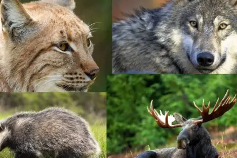 Łoś jako symbol Kampinoskiego Parku Narodowego i jego wyjątkowe znaczenie