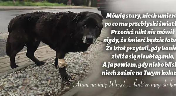 Tęczowy most: Wzruszające cytaty o psach, które odeszły