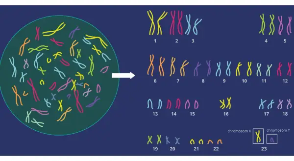 Ilustracja pokazuje, ile chromosomów ma człowiek: 23 pary, czyli 46. Widzimy tu kariotyp człowieka.