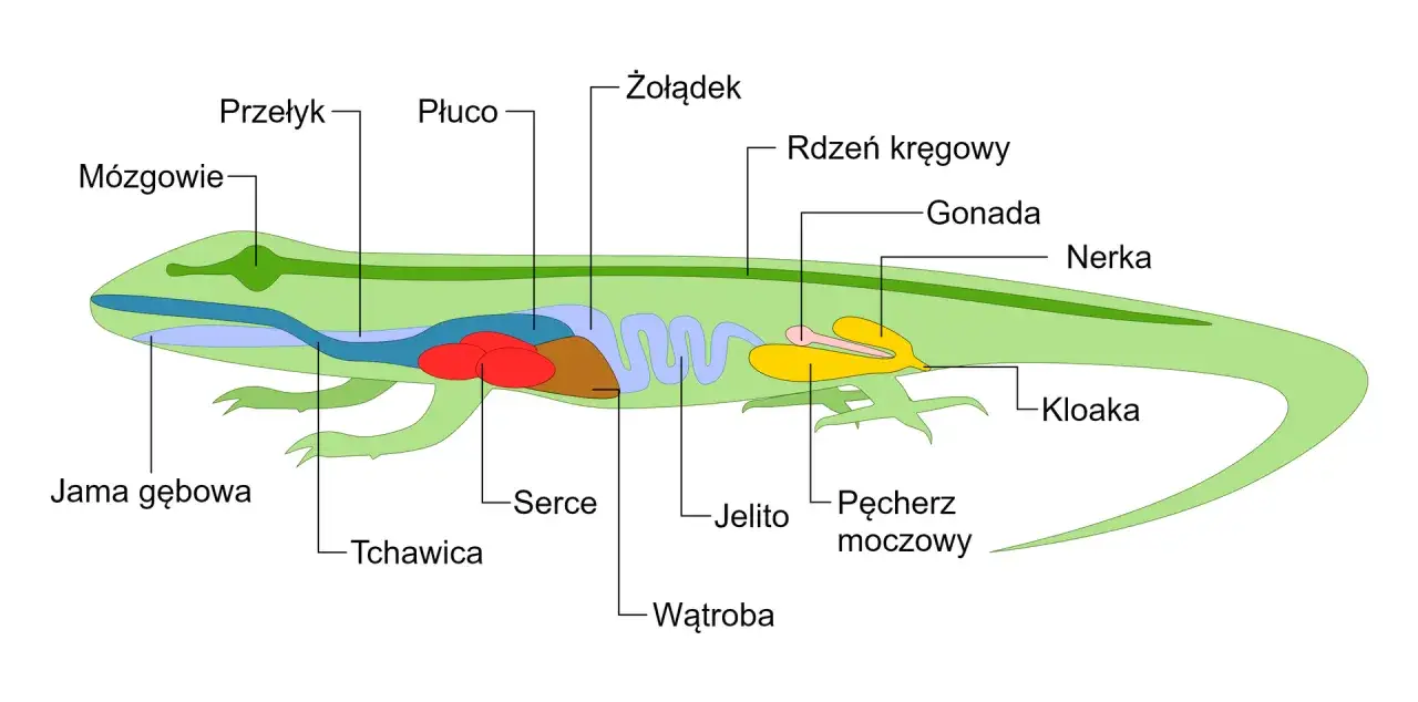 Schemat jaszczurki z zaznaczonymi organami: mózgowie, przełyk, płuco, żołądek, serce, wątroba, jelito, pęcherz moczowy i kloaka.