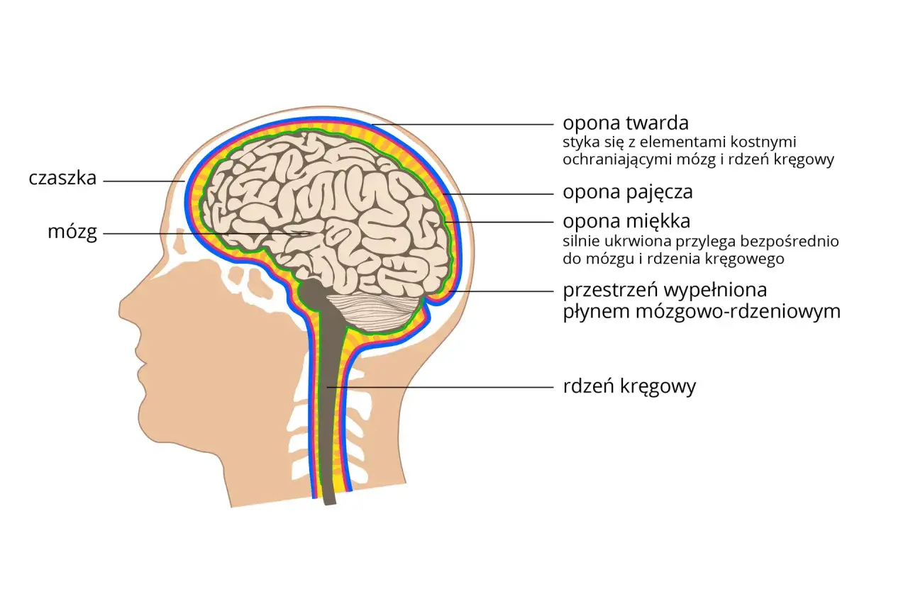 Przekrój głowy ukazujący mózg, opony mózgowe i rdzeń kręgowy. Zrozumienie budowy układu nerwowego jest kluczowe w diagnostyce chorób układu nerwowego.