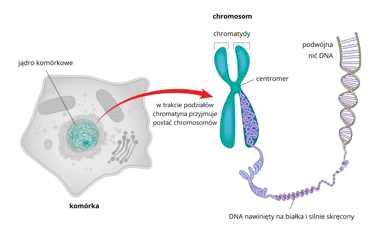 Ilustracja pokazuje komórkę, jej jądro i chromosom. Człowiek ma 46 chromosomów, które zawierają DNA.