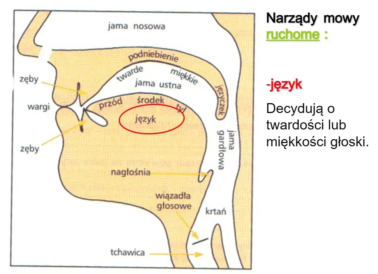 Schemat narządów mowy, z zaznaczonym językiem. Język, wraz z wargami i zębami, jest kluczowy dla tworzenia samogłosek.