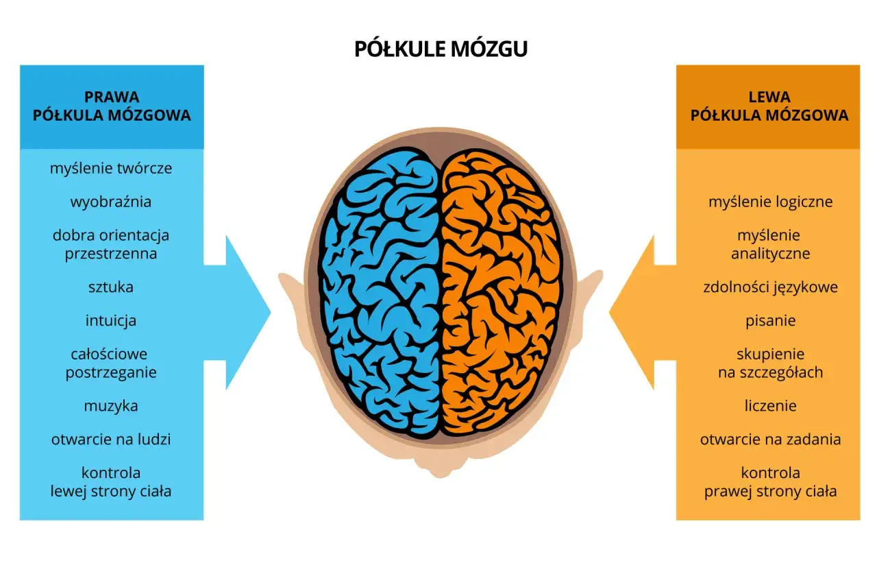 Prawa półkula mózgu odpowiada za myślenie twórcze, wyobraźnię, intuicję i muzykę.