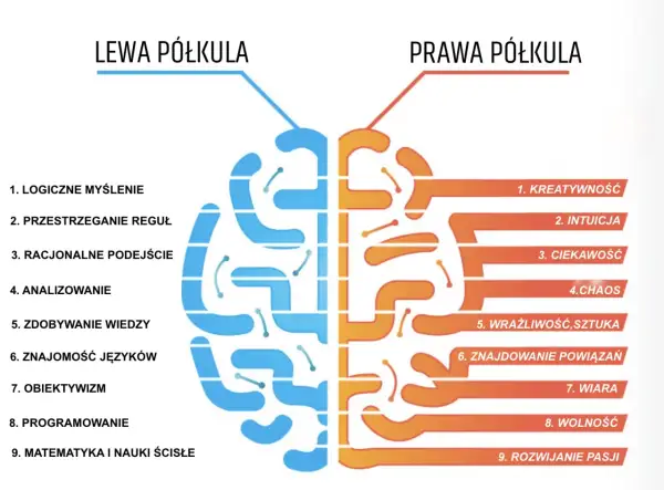 Prawa półkula mózgu odpowiada za kreatywność, intuicję, ciekawość, wrażliwość i rozwijanie pasji.