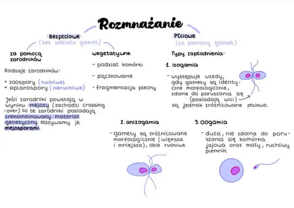 Rozmnażanie bezpłciowe (zarodniki, wegetatywne) i płciowe (izogamia, anizogamia, oogamia). Mejoza tworzy mejosporami.