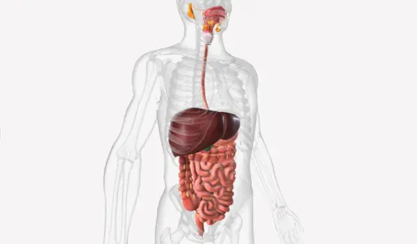 Anatomia układu pokarmowego człowieka z widocznym jelitem czczym, wątrobą i przełykiem.